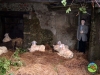016-presepe-adami-2-31